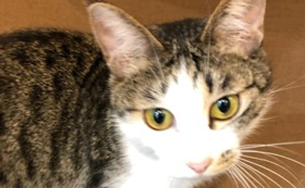 リターン不要(1)