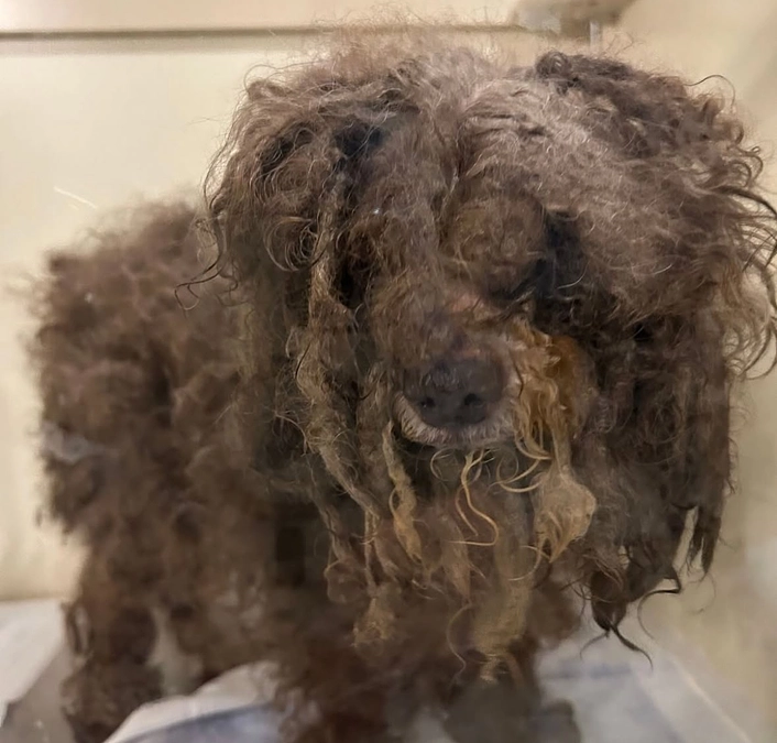 逮捕された飼い主さんが飼育していたシニアのトイプードル、のん君について