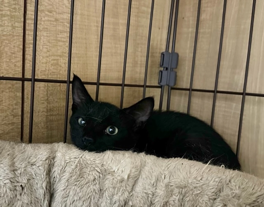 今日の捕獲現場