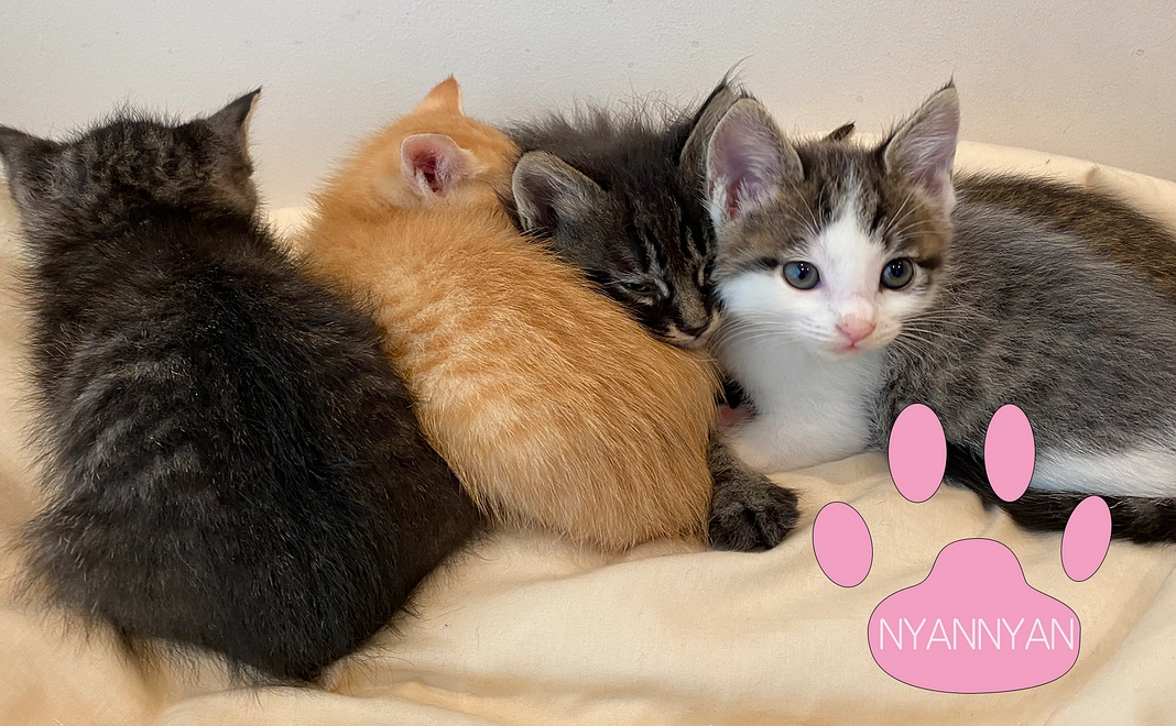 毎月応援NYANNYANコース