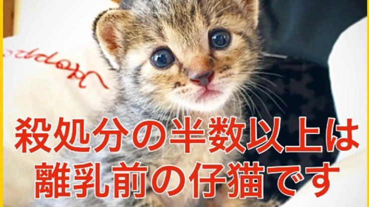 殺処分対象の子猫を救う保護猫サロンを作りたい