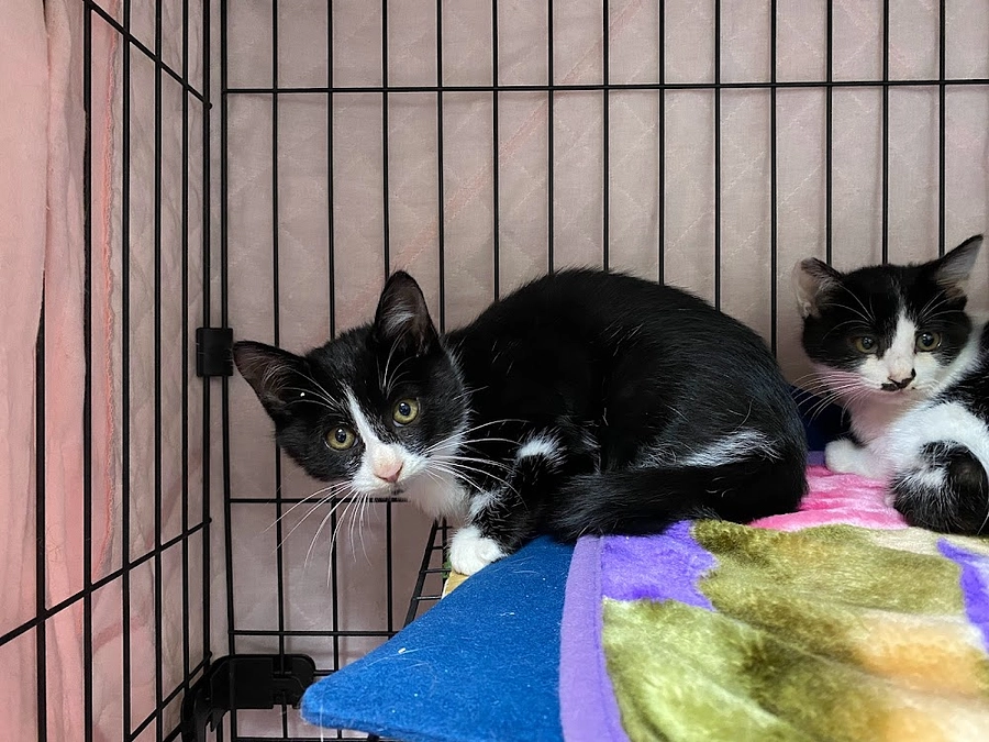 ☆子猫わんさかやってきました！☆彡