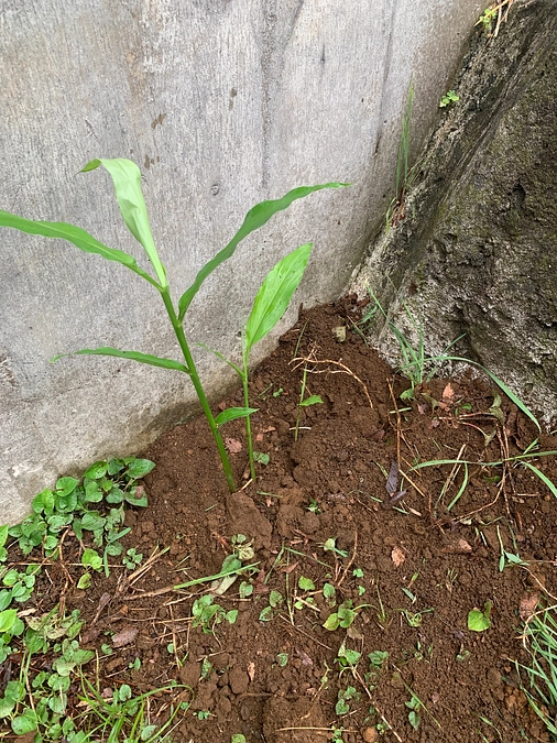 ミョウガ植えてみました！