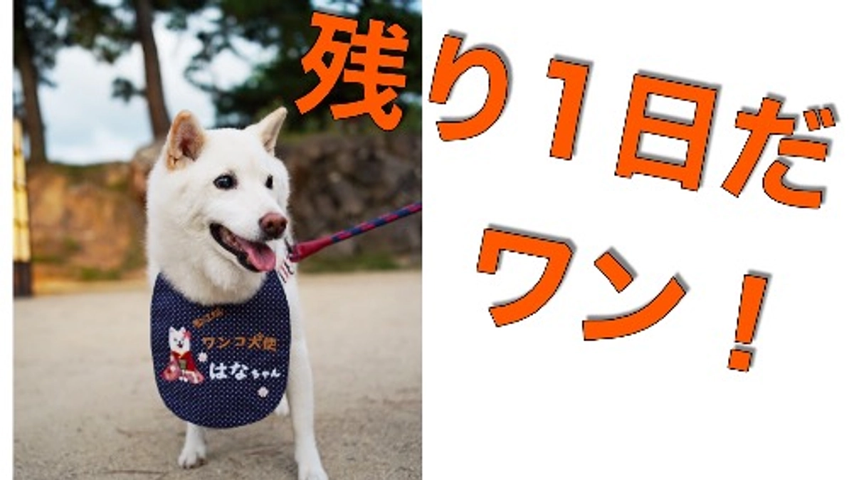 （残り1日）応援コメント②