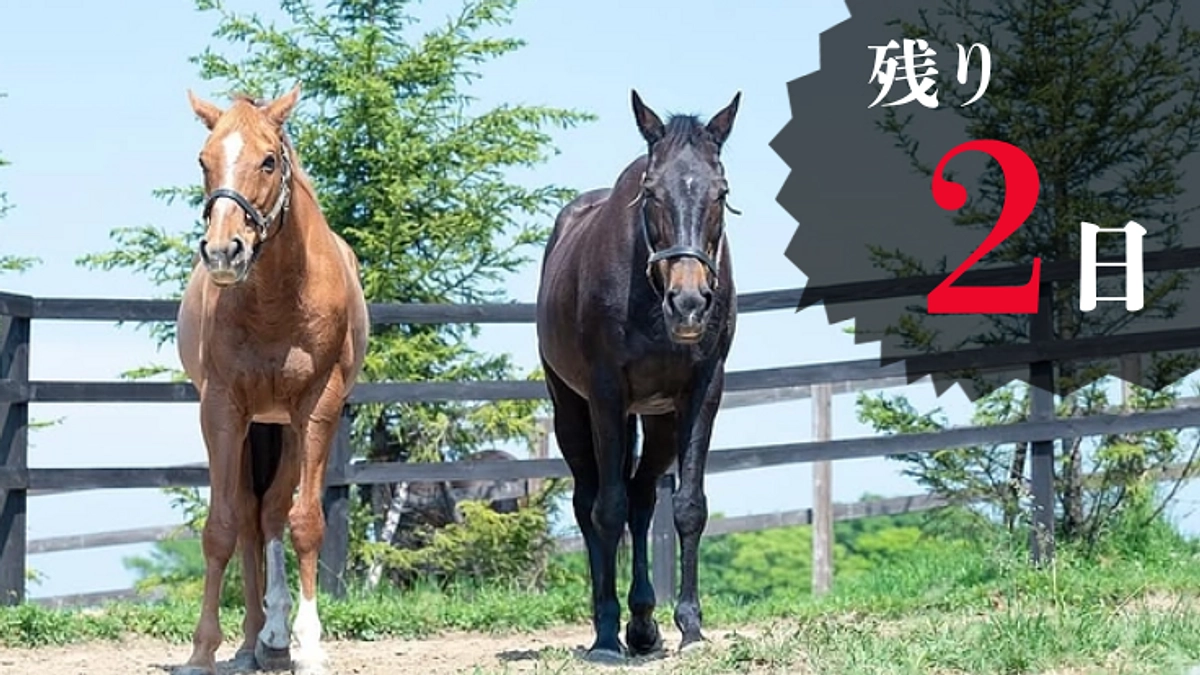【残り2日】たくさんの応援コメントありがとうございます！