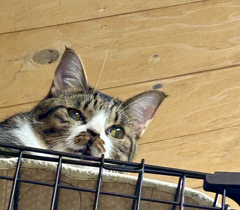 【第一目標５００万現在３０％超えました】ねこまち長屋の普段のお世話ボランティアの様子