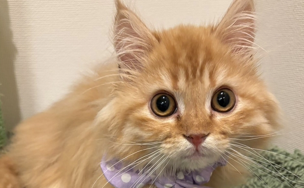 【リターン不要】頑張れぱっぽちゃん！