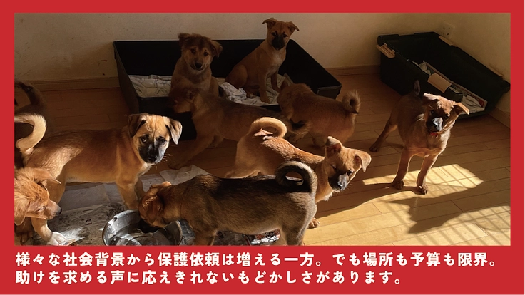 貰い手の少ない中・大型犬を救うために。活動継続と施設拡大にご支援を 5枚目