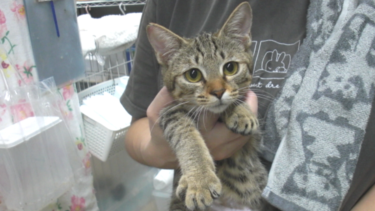 【活動で一番嬉しい瞬間】新しい旅立ち、優しい里親さんの元へ。