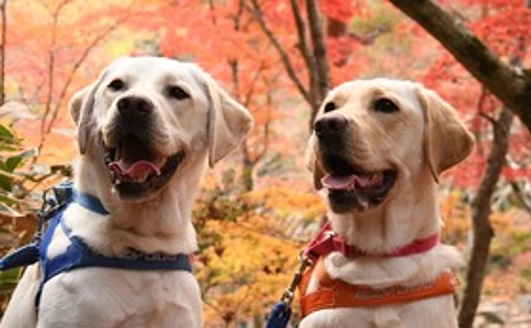 1万円支援コース｜限定アイコン・壁紙