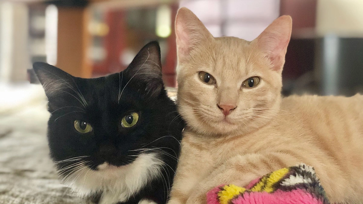 里親様からいただいたお写真とメッセージをご紹介します！（第4弾）