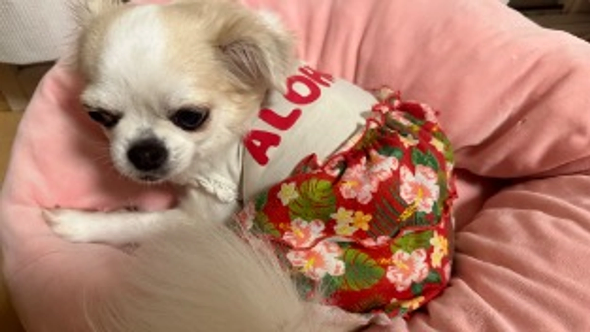 抱っこ散歩をたまにします🐶