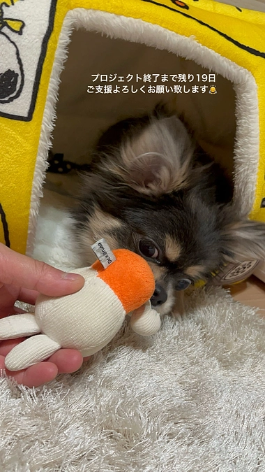 プロジェクト終了まで残り19日　ご支援よろしくお願い致します　活動報告5回目