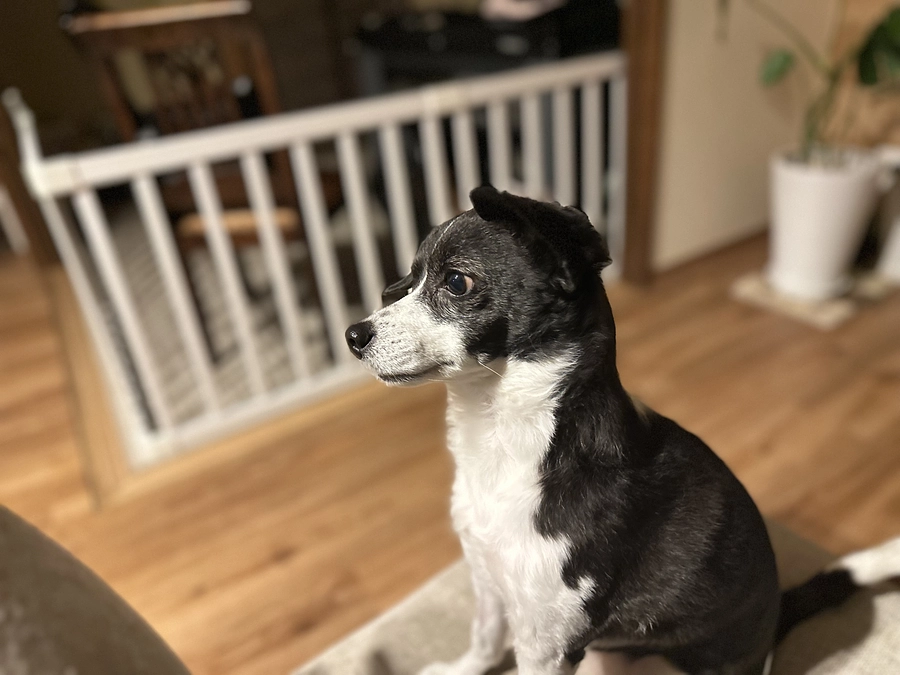 今日のニコちゃん