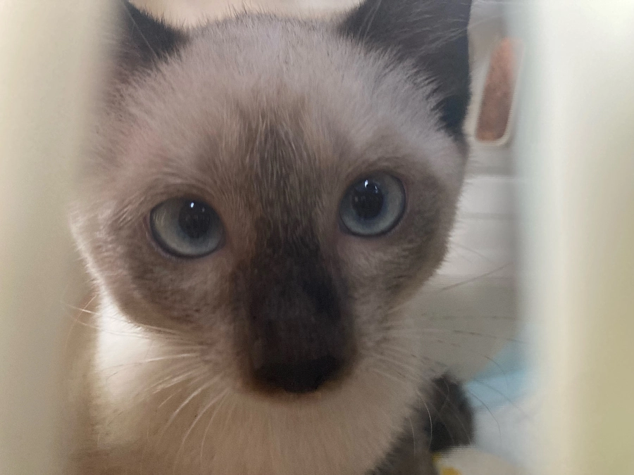 インスタライブのお知らせ（お礼🙏とその他）