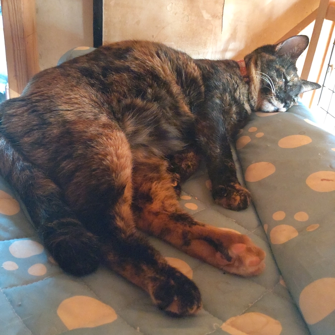 気持ちいいニャン💤