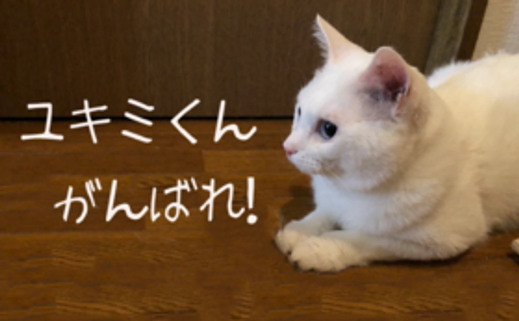 がんばれユキミ！