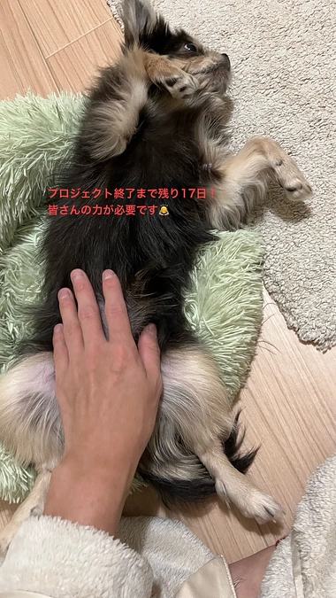 プロジェクト終了まで残り17日　本日9%達成しました！　活動報告7回目