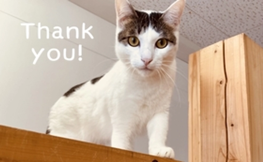 保護猫施設への2000円のご支援メニュー