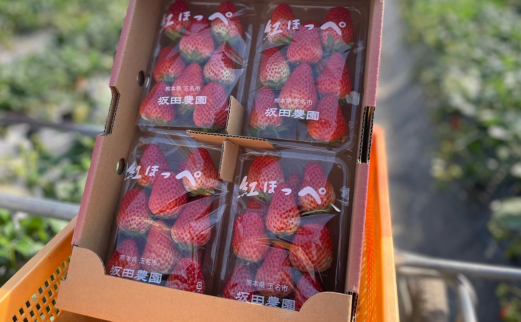 坂田農園 旬の苺