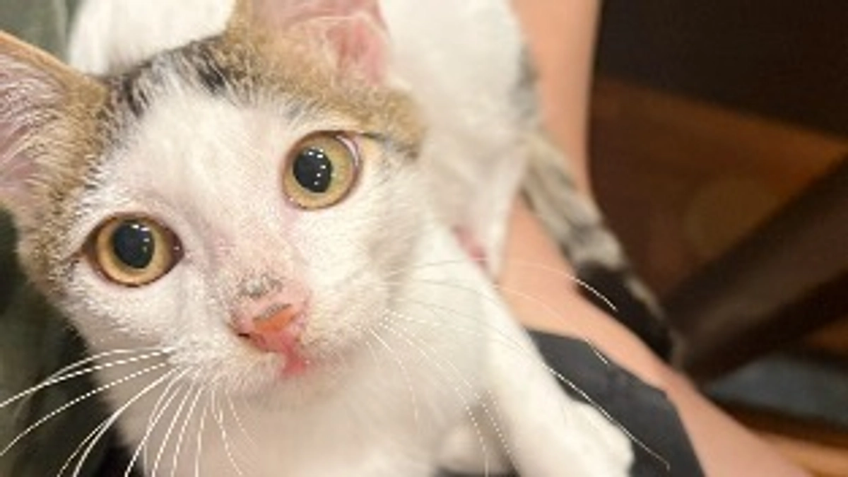 ごまさんのその後！③