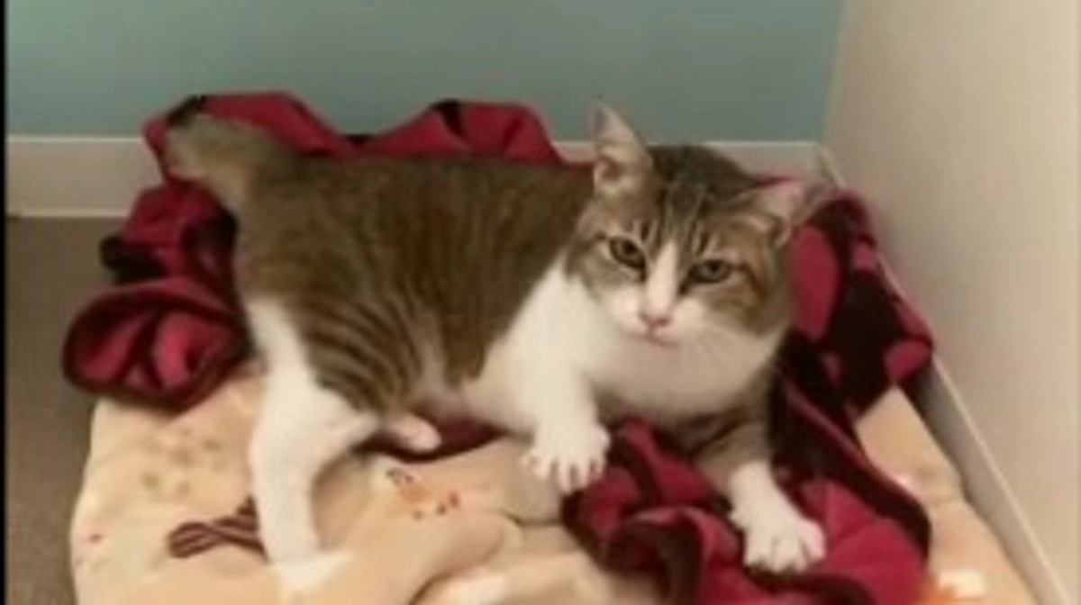 シェルター猫「ちこ」歯科手術経過のご報告