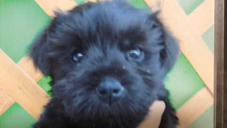 我が家の犬（M.シュナウザー）脾臓摘出手術費用への支援