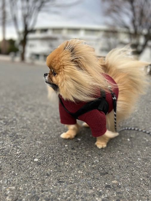 レントゲンばっちり！