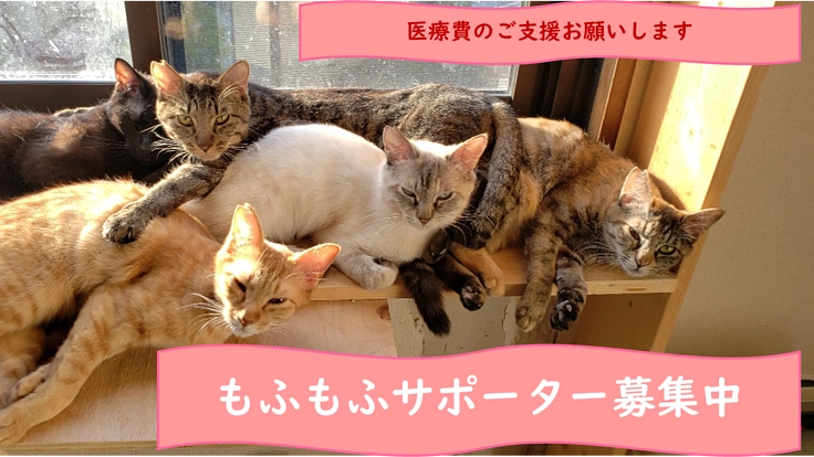 猫と人の共生のためにシェルター存続を！もふもふサポーター募集中