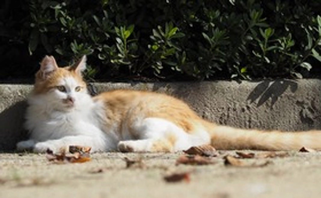 【全力サポートコース①】　　　　　　　　ご支援がすべて開院費用へ