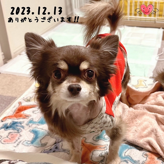 クラウドファンディング 達成率10%‼︎ 皆様 温かいご支援と拡散 本当にありがとうございます‼︎