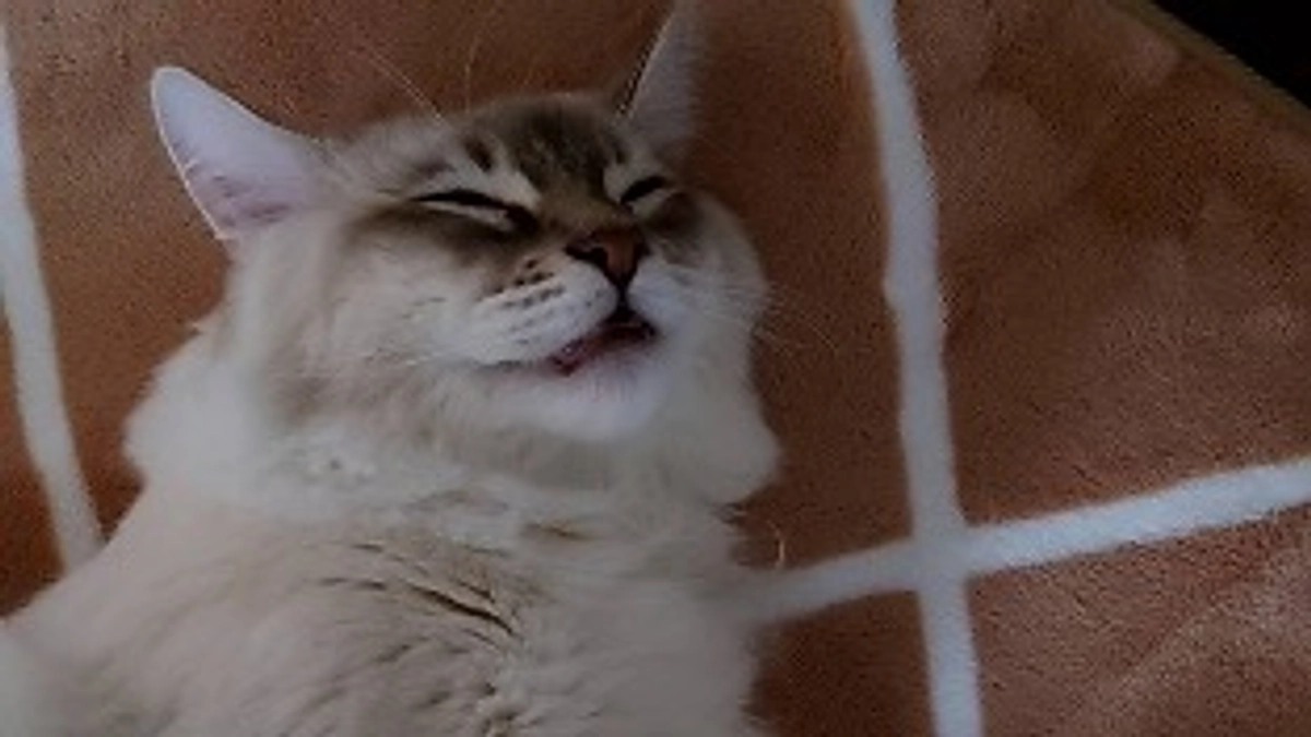 代理支援のご報告