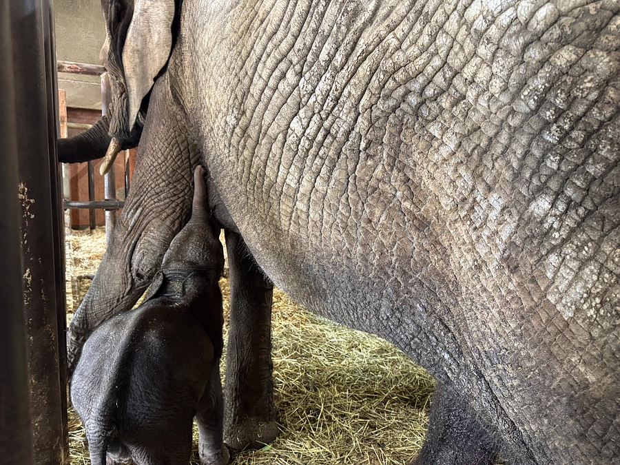 【ご報告】メイからの授乳が確認できました