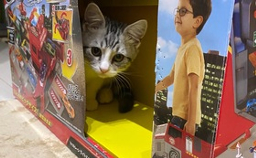 トム  頑張れ ②！(リターン不要)