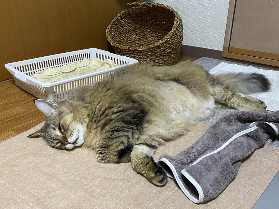 代理支援金枠追加しました！