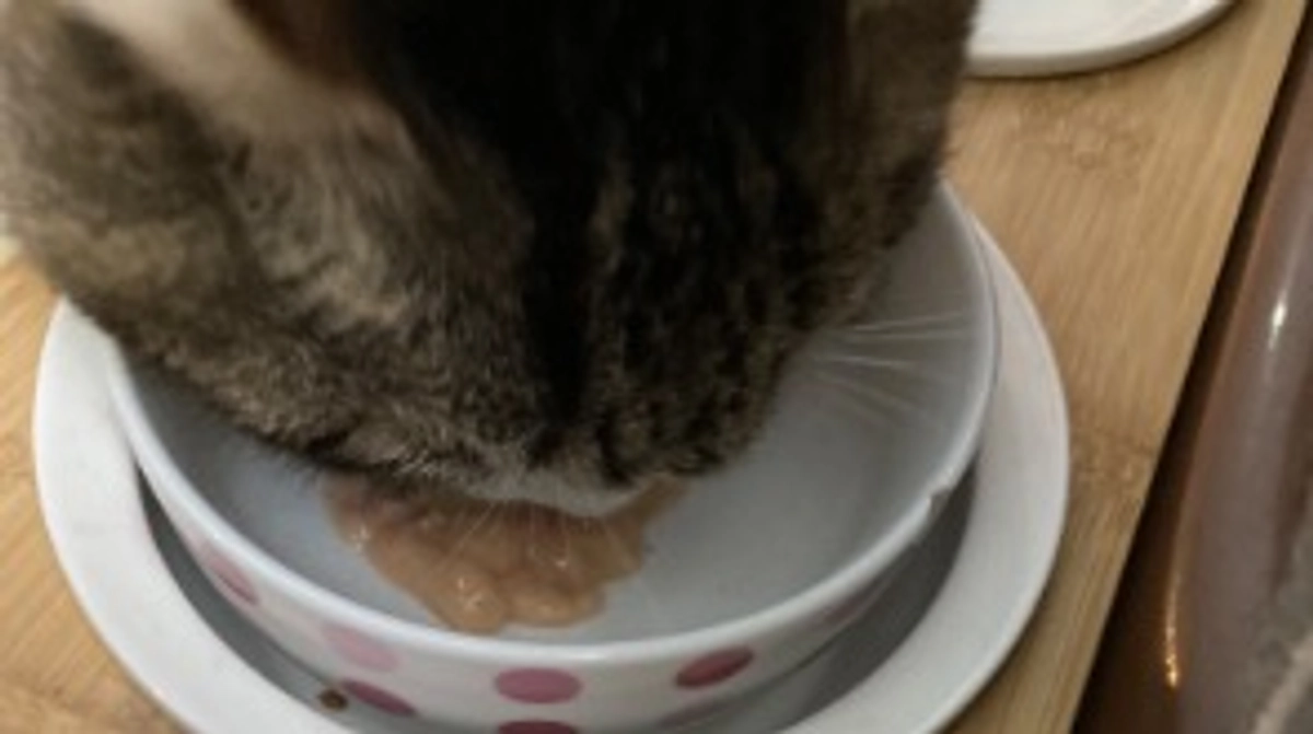 🐱12/20 チュールをあげてみた🍚