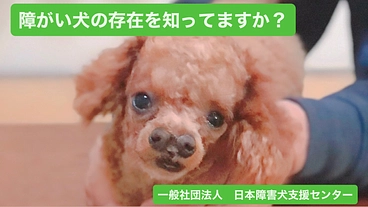 障がい犬の施設に支援をお願いします。 のトップ画像
