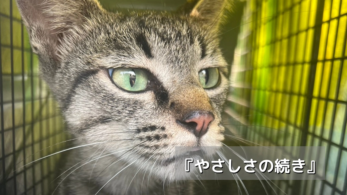 『優しさの続き』♯13･14･15･16･17