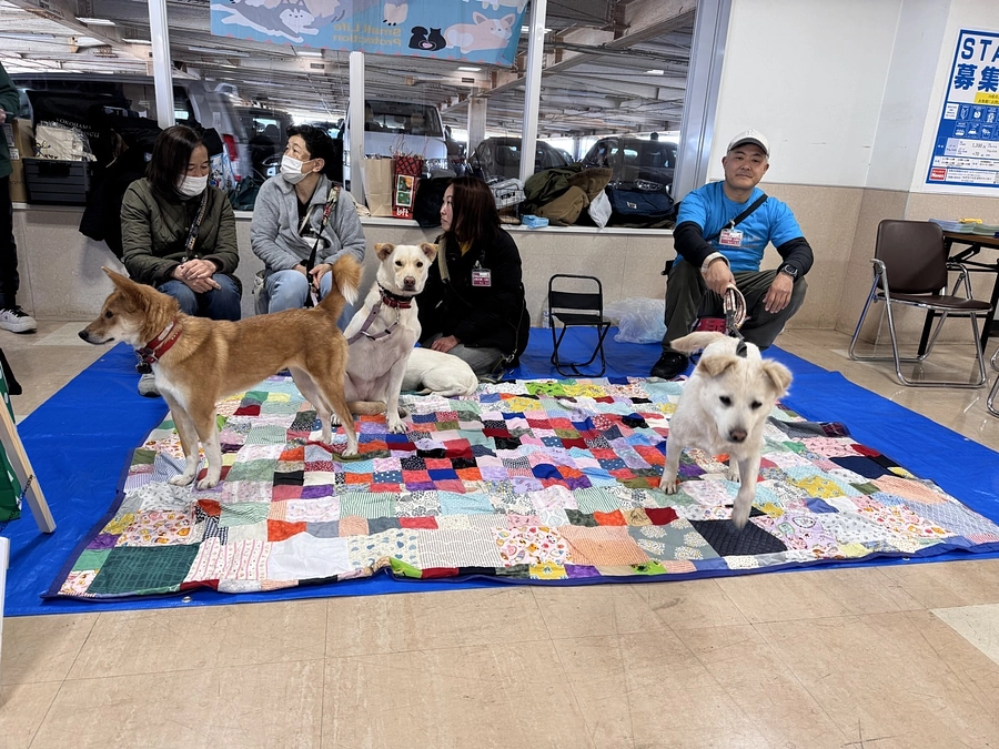 本日は島忠さんで譲渡会開催
