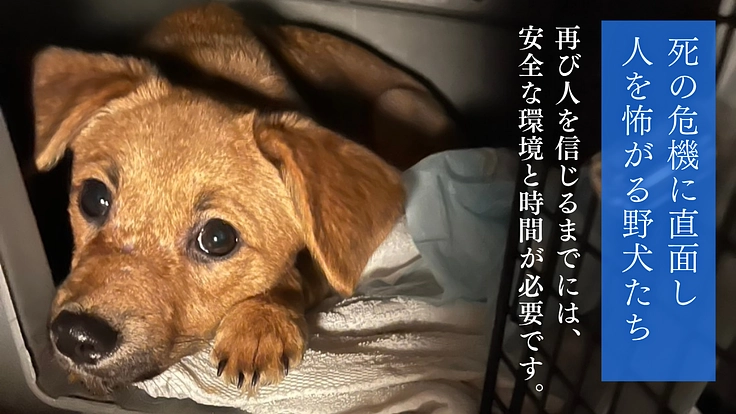 殺処分から救った野犬の日常を守りたい！大規模修繕し、安心の棲家へ 3枚目