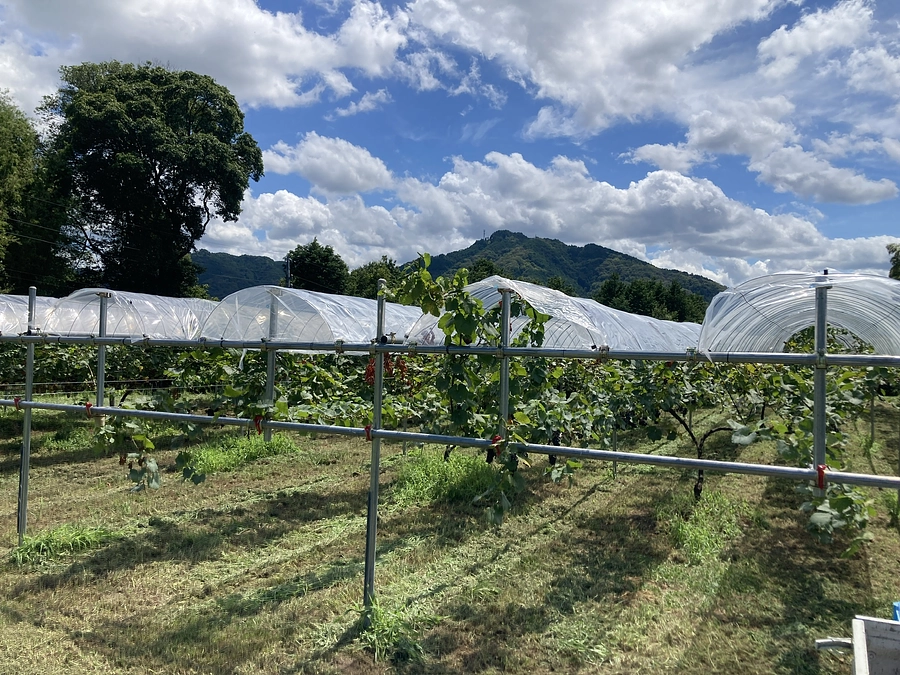 ご支援いただいた葡萄棚からの収穫開始