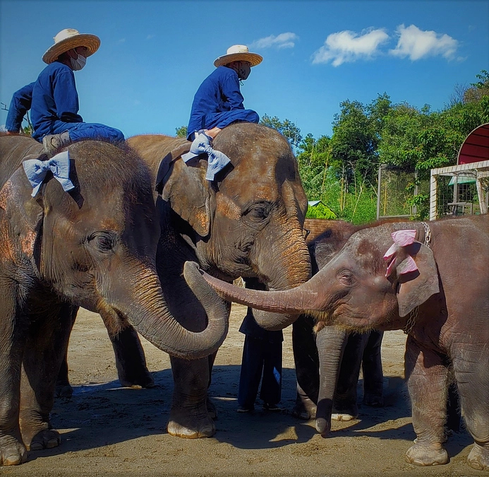 ゾウはお姉ちゃんがいると長生きする？市原ぞうの国の恵まれた環境