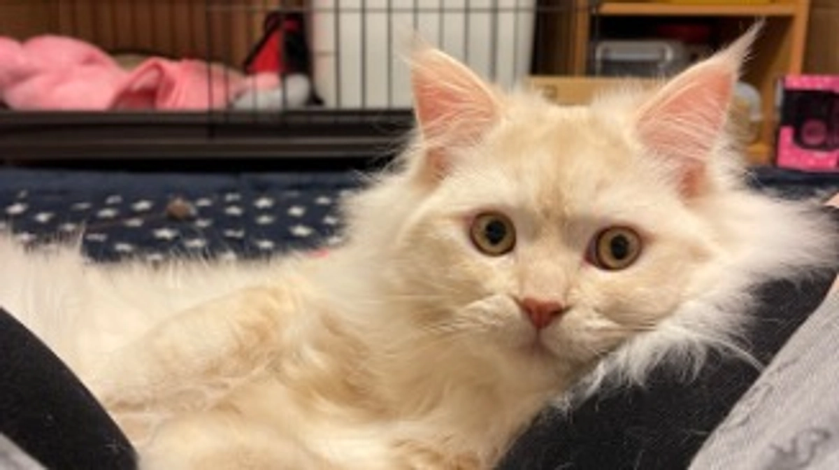 今日のトキ⛄️𓏲𓂅𓂅