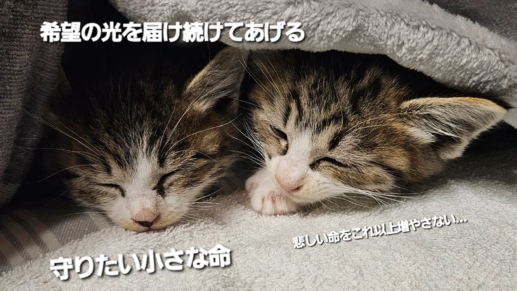 消さないで、その思い…あたためてあげて小さな命！安心して眠りたい！