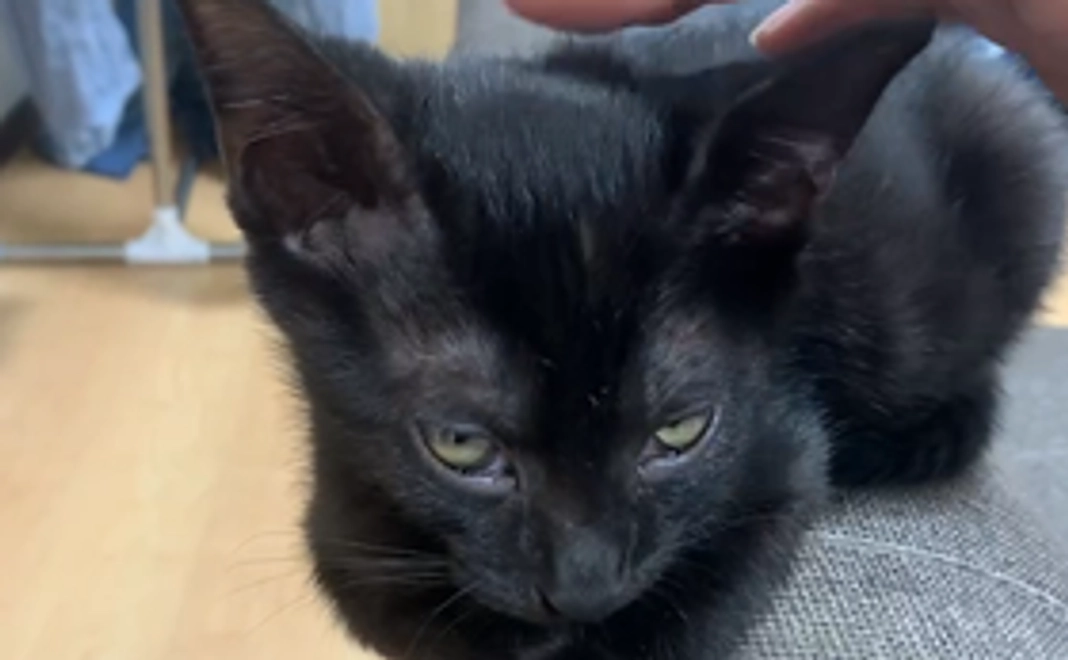 感謝のメール、結と絆の画像３枚づつ