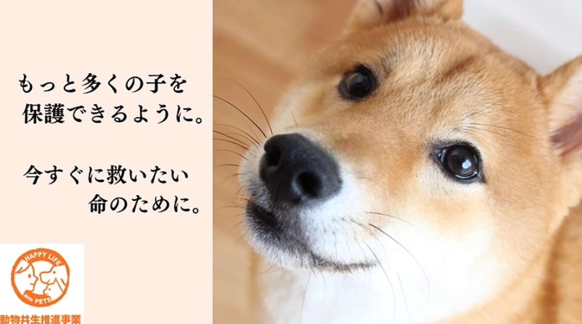 第二の保護シェルター建設に挑戦中です