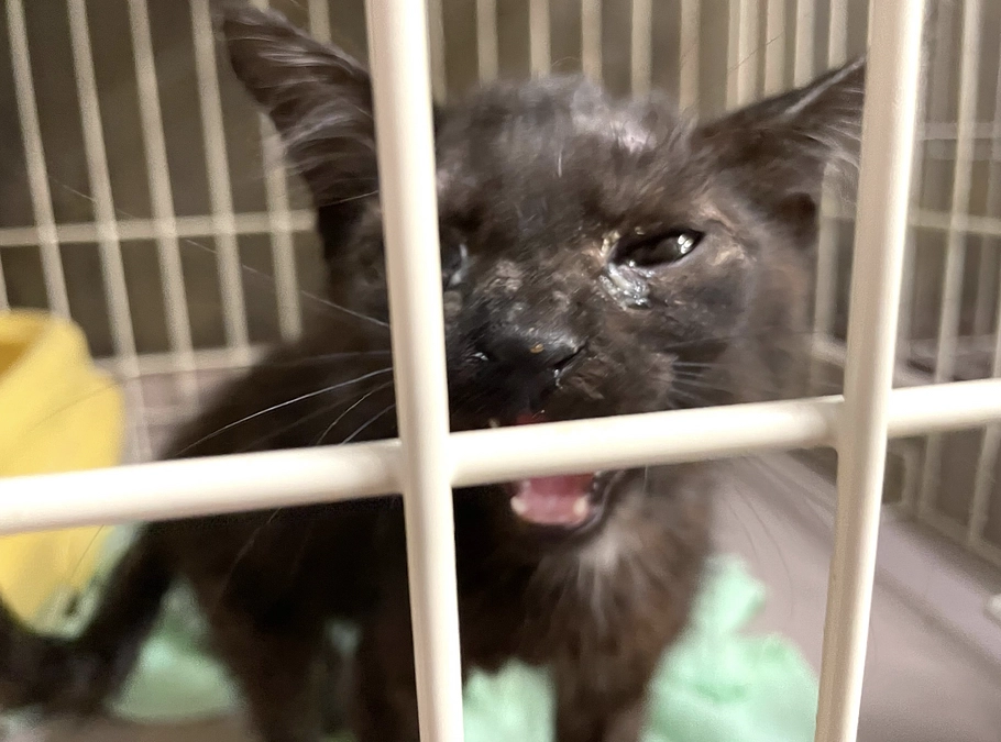 痩せ細った黒猫ちゃんが保護されて来ました。