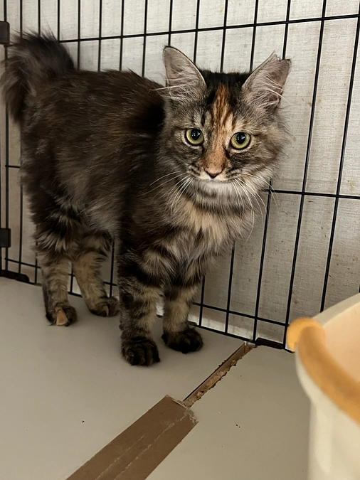 7/13の譲渡会に参加します