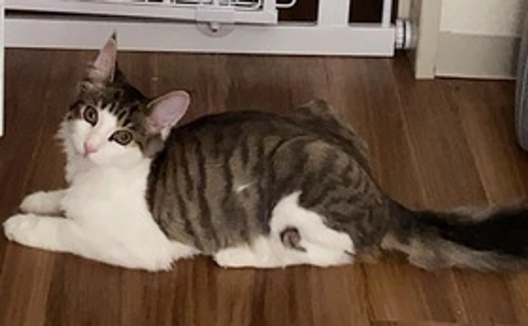 フレディ応援(5,000円)