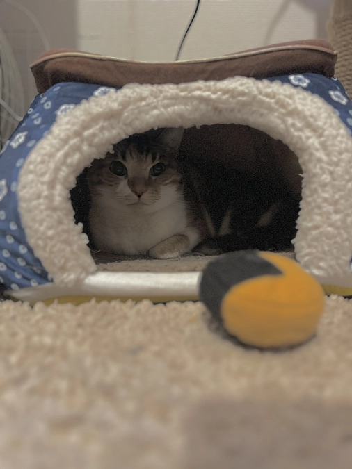 やっとスムーズに！